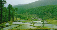 Terai